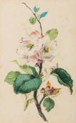 Thomas Holland [1795-1865]- Flower Studies, a group of six,:- Apple Blossom, Fuschia,