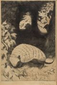* Zdzislaw Ruszkowski [1907-1990]- Armadillo, etching,:- signed in pencil image size 20 x 13.5cm.