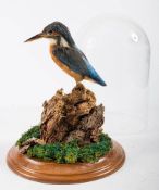 A taxidermy Kingfisher,