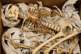 A full male medical study skeleton: with sprung jaw and articulated joints,