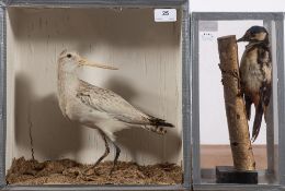 An early 20th century cased taxidermy Bar tailed Godwit: 32.