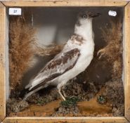 An early 20th century cased taxidermy Black-legged kittiwake: naturally set in a glazed case, 38.