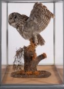 (Strix aluco) A cased taxidermy Tawny owl: mounted with wings outstretched on a wooden post under