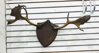 Pair of shield mounted antlers