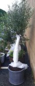 Standard olive tree, approx 2m high planted in a lead lookalike circular planter