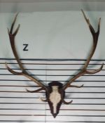 German 12-point red deer antlers mounted on shield-shaped wooden mount