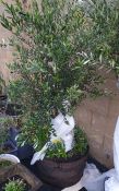 Bush olive tree, approx 1.7m high planted in a half-metal bound barrel with species daffodils