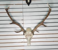 Ten-pointed red deer antlers mounted on skull
