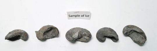 Approximately 44 Gryphaea or 'Devils Toenails', Jurassic period fossils found in the Severn