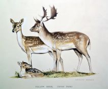 Kenneth Bailey Watercolours Fallow deer and New Forest ponies, both signed, both 33 x 46cm