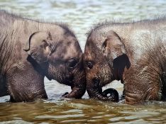 Large canvas print of baby elephants and two botanical canvas prints (3)