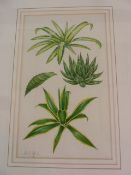 Stuart J Laffard Watercolour 