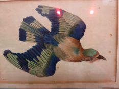 After Richard  Polydore  Nodder  (1795-1820) Set of eight coloured engravings  Various exotic birds,