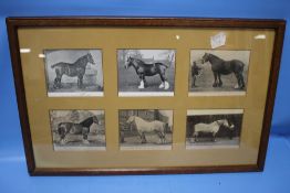 FRAMED AND DATED LATE 19TH CENTURY IMAGES OF SHOW SHIRE / HEAVY HORSES (1893-1898)