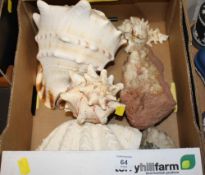 A SMALL COLLECTION OF LARGE SEA SHELLS ETC.