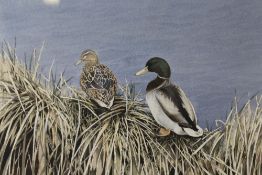 ALAN FARRELL R.M.S. (XX). English school, study of mallards in reeds, see label verso, signed
