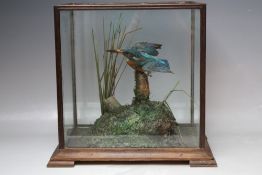 A CASED TAXIDERMY DISPLAY OF A KINGFISHER, in naturalistic setting, H 34 cm, W 36 cm, D 27 cm