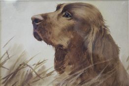 (XX). British school, study of a red setter in undergrowth, signed lower left, watercolour, framed &