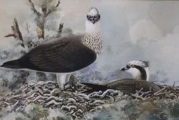 DENNIS FRANK HARLE (b.1920). Study of two ospreys in a nest, signed and dated 1963 lower right,