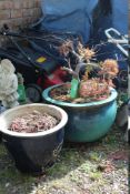 TWO GLAZED GARDEN PLANT POTS PLUS CONTENTS