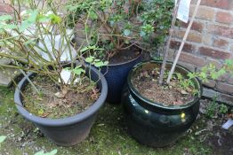 TWO LARGE PLASTIC PLANT POTS TOGETHER WITH A GLAZED CERAMIC EXAMPLE PLUS CONTENTS