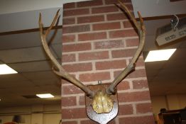 A PAIR OF ANTLERS MOUNTED ON OAK SHIELD