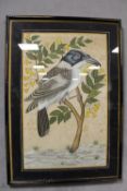 (XIX-XX). Eastern study of an exotic bird on a branch, unsigned, mixed media on material, framed and