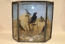 A TAXIDERMY DISPLAY CASE OF BRITISH WILDLIFE IN A NATURALISTIC SETTING