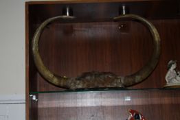 A LARGE PAIR OF ANIMAL HORNS, MOUNTED ON AN OAK PLAQUE