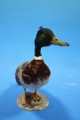 A VINTAGE TAXIDERMY STUDY OF A MALLARD DUCK ON A STONE EFFECT BASE