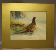 (XX). British school, study of a male and female pheasant in a wooded winter landscape, unsigned,