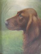 HENRY CROWTHER (1800-1900). Study of a Red Setter with long grasses in background 'Maesbury Sultan',