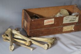TWO BOXES OF VARIOUS VINTAGE HUMAN BONES, from the study of the artist JOHN SERGEANT (1937-2010).