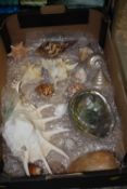 A TRAY OF SEASHELLS