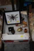 A BOX OF SMALL OWL ORNAMENTS TOGETHER WITH A FRAMED AND GLAZED HAPLOPELMA SPIDER