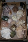 A TRAY OF SEASHELLS