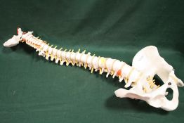 A SCIENTIFIC MODEL OF A HUMAN SPINE