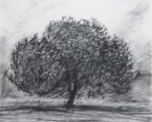 λ Richard Hoare (British b.1967) , Holm Oak at Dusk - Quercus Ilex