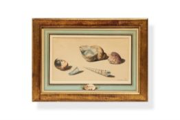 Willem van Leen, (Dutch 1753 - 1825), Sea Shells