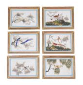 Twelve Chinese pith paper paintings of Birds