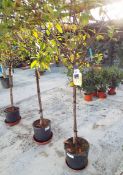 Potted Photinia Serrulata Red Robin Flowering Tree