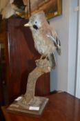 Taxidermy Study of a Jay