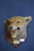 Taxidermy Fox Head - Stevenson Hounds 1931