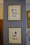 Vintage Prints of Hunting Dogs - Spaniels and Poin