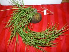 *Wall Hanging Sprigs