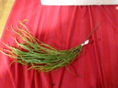 *Vranckx Artificial Sprig ~2'3