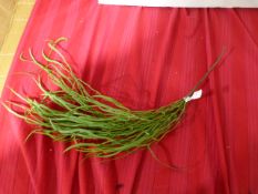 *Vranckx Artificial Sprig ~2'3