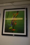 Framed Photo of a Tree Frog