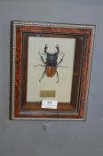 Framed Beetle