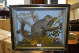 Cased Taxidermy of a Squirrel